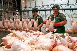 Украинская курятина до конца года не подорожает